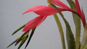 Bilbergia: опис, нега, содржина, репродукција, слика, видео, трансплантација